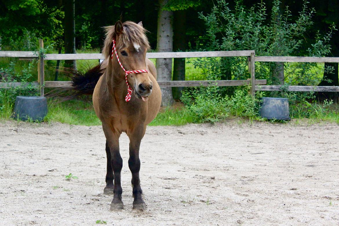 Islænder Jarpur - Hygge med min trold  billede 6