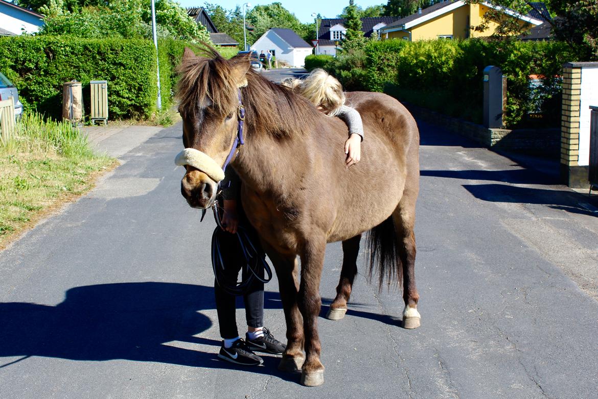 Islænder Jarpur - Denne hest betyder så meget <33 billede 4