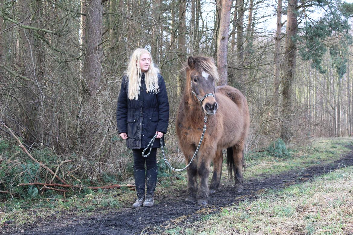 Islænder Jarpur - Vores første skovtur <3 billede 7