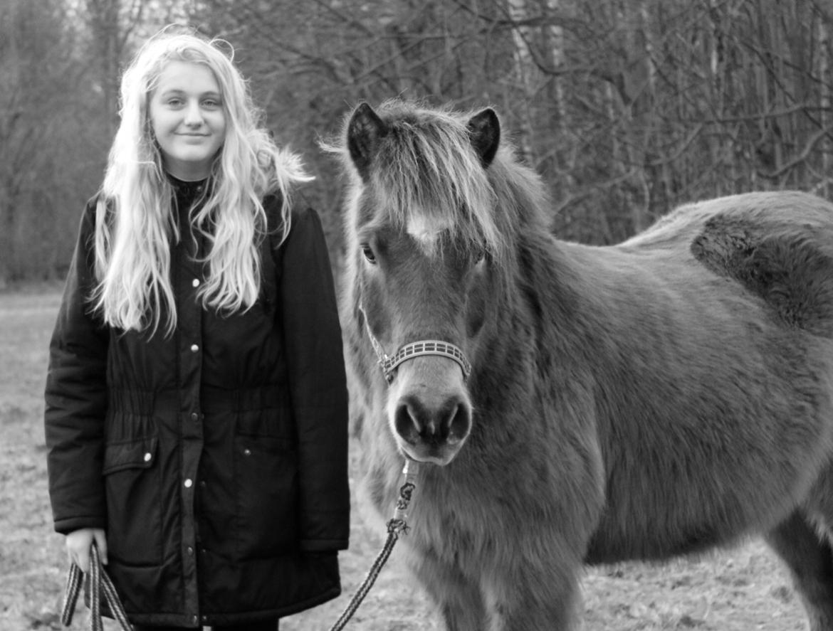 Islænder Jarpur - Også fra vores første skovtur :)  billede 8