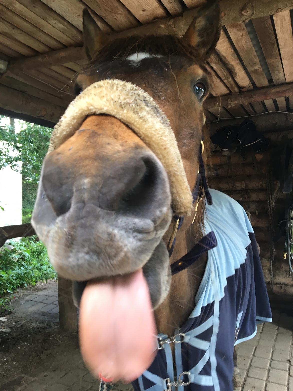 Islænder Jarpur - Typisk Jarpur grimasse, haha.  billede 9