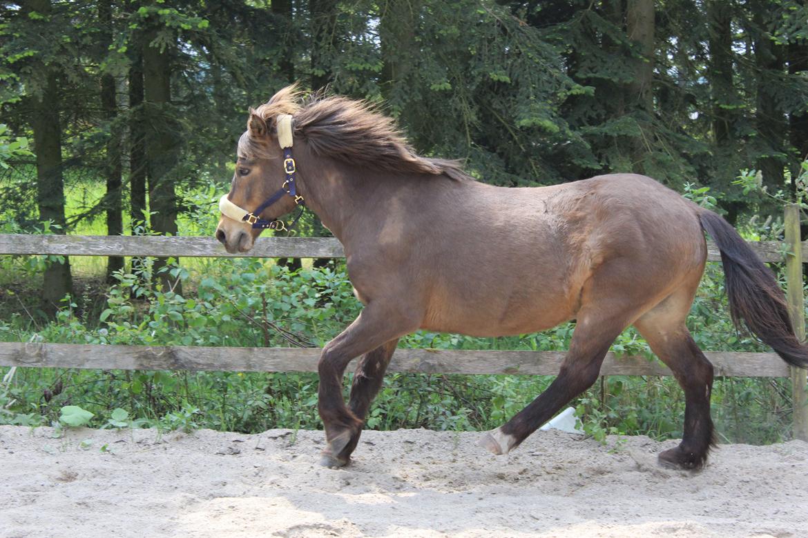 Islænder Jarpur - Fantastiske sommer dreng.  billede 11