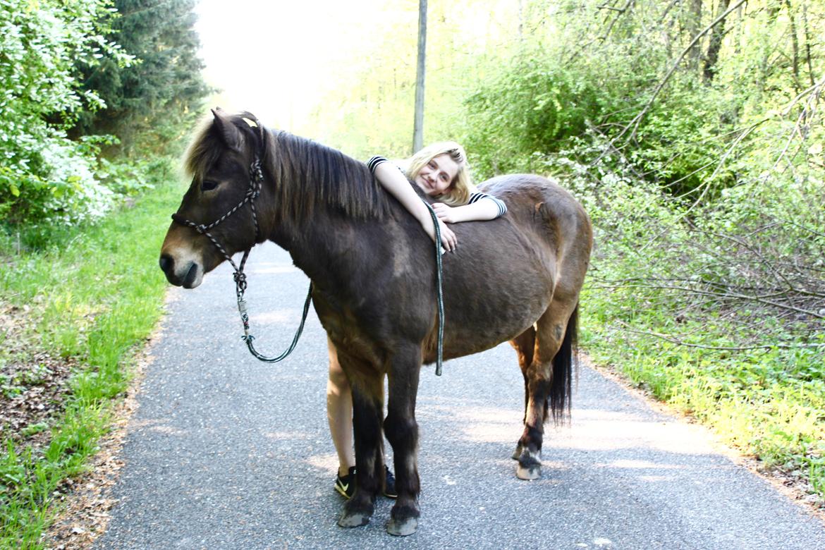 Islænder Jarpur - Det billede har så meget historie til sig. Det er er af mine yndlings minder med Jarpur.  billede 12