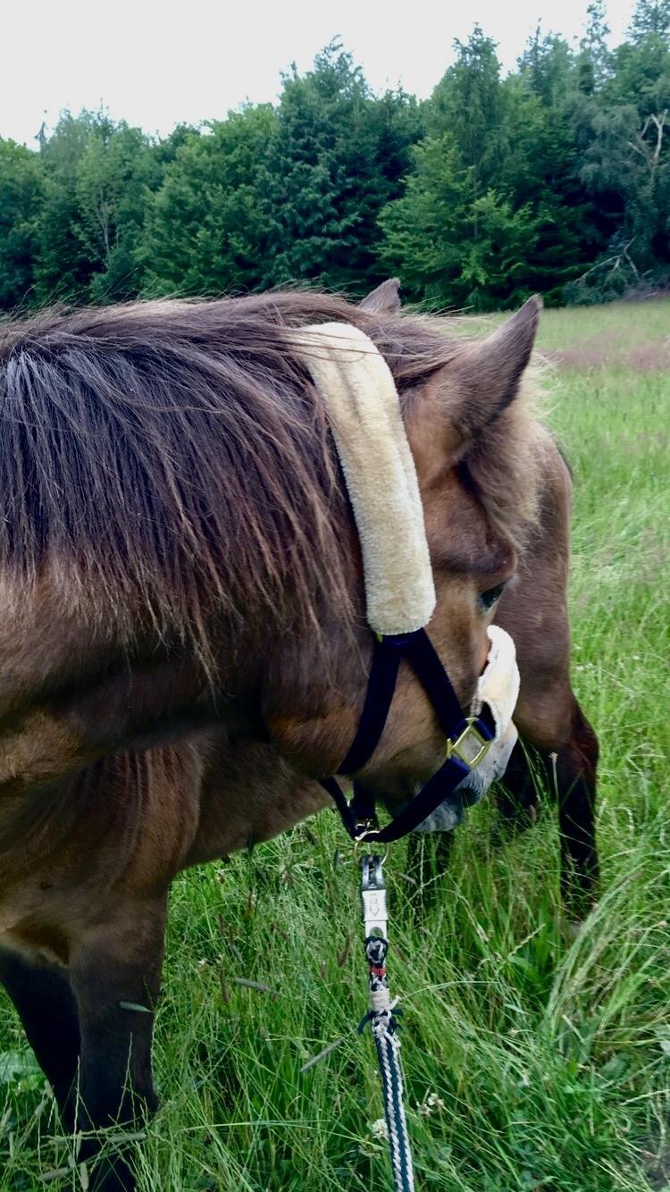 Islænder Jarpur - Da vi var i gang med, at få Jarpur op i vægt igen.  billede 10