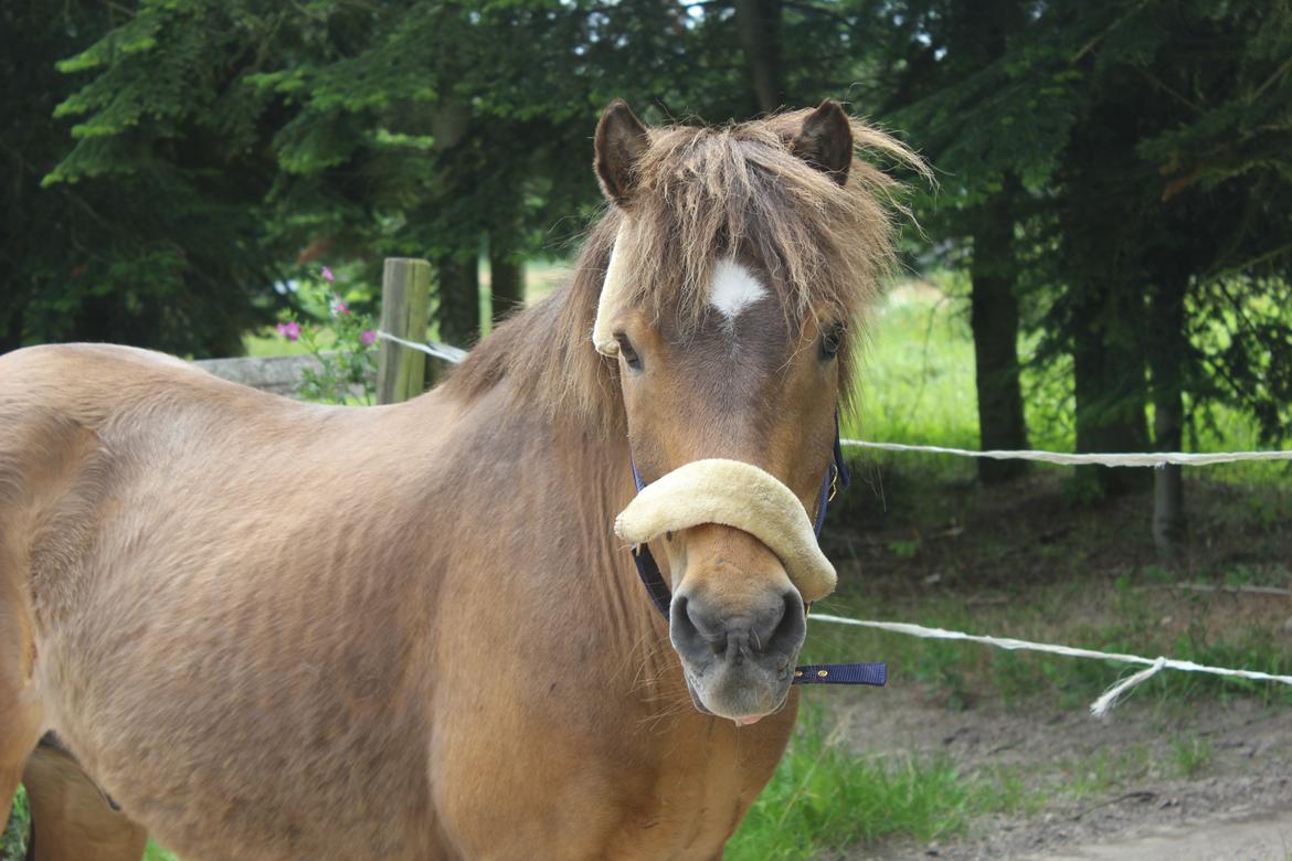 Islænder Jarpur - Smukke Japs. - D. 17/7-2016 billede 14