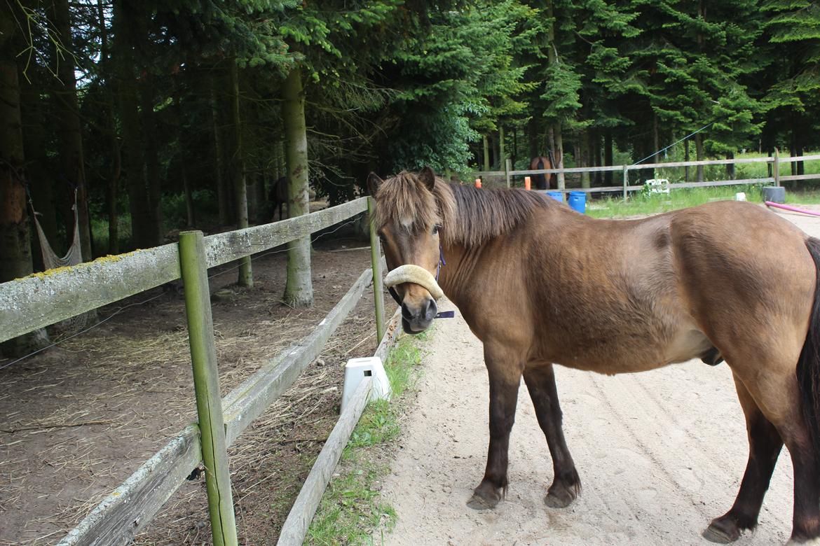 Islænder Jarpur - Jarpur vil have en gulerod, haha. - D. 17/7-2016 billede 15