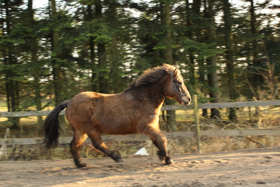 Islænder Jarpur - Frisk lille dreng :)) - D. 11/3-2016 billede 16