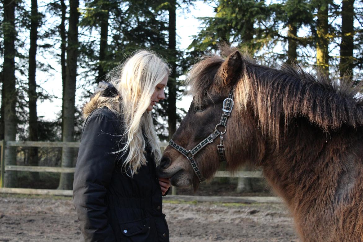 Islænder Jarpur - Min aller bedste ven <33 - D. 11/3-2016 billede 17