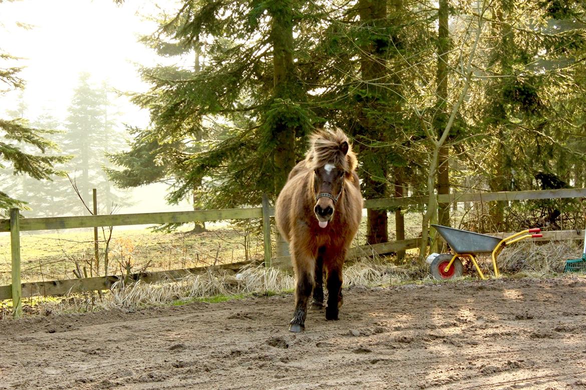 Islænder Jarpur - Træt efter hygge på banen :) - D. 11/3-2016 billede 18