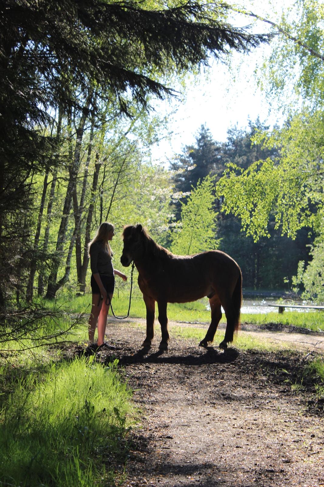 Islænder Jarpur - Igen fra mit bedste minde med den bedste hest <3 billede 13