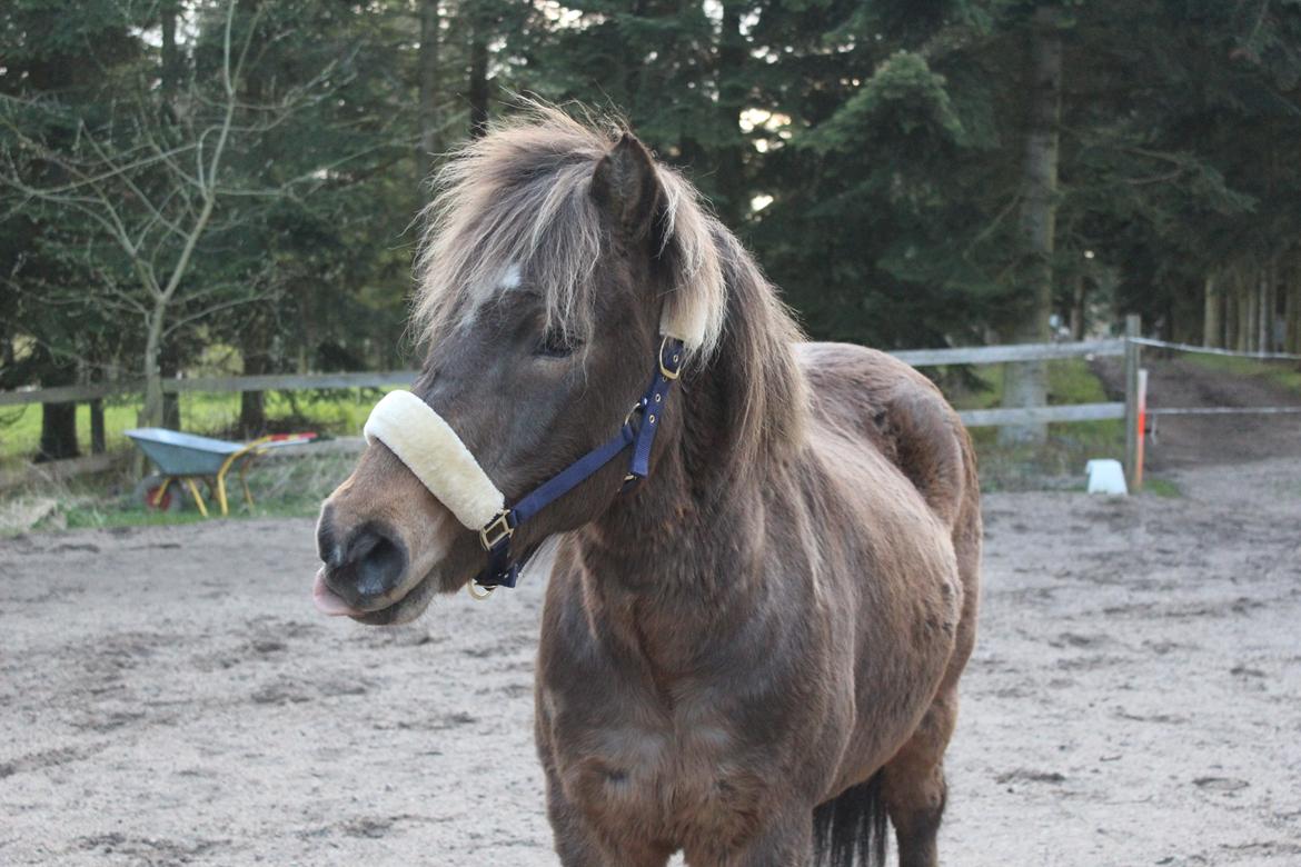 Islænder Jarpur - Charmetrolden <33 - D. 28/4-2016 billede 20