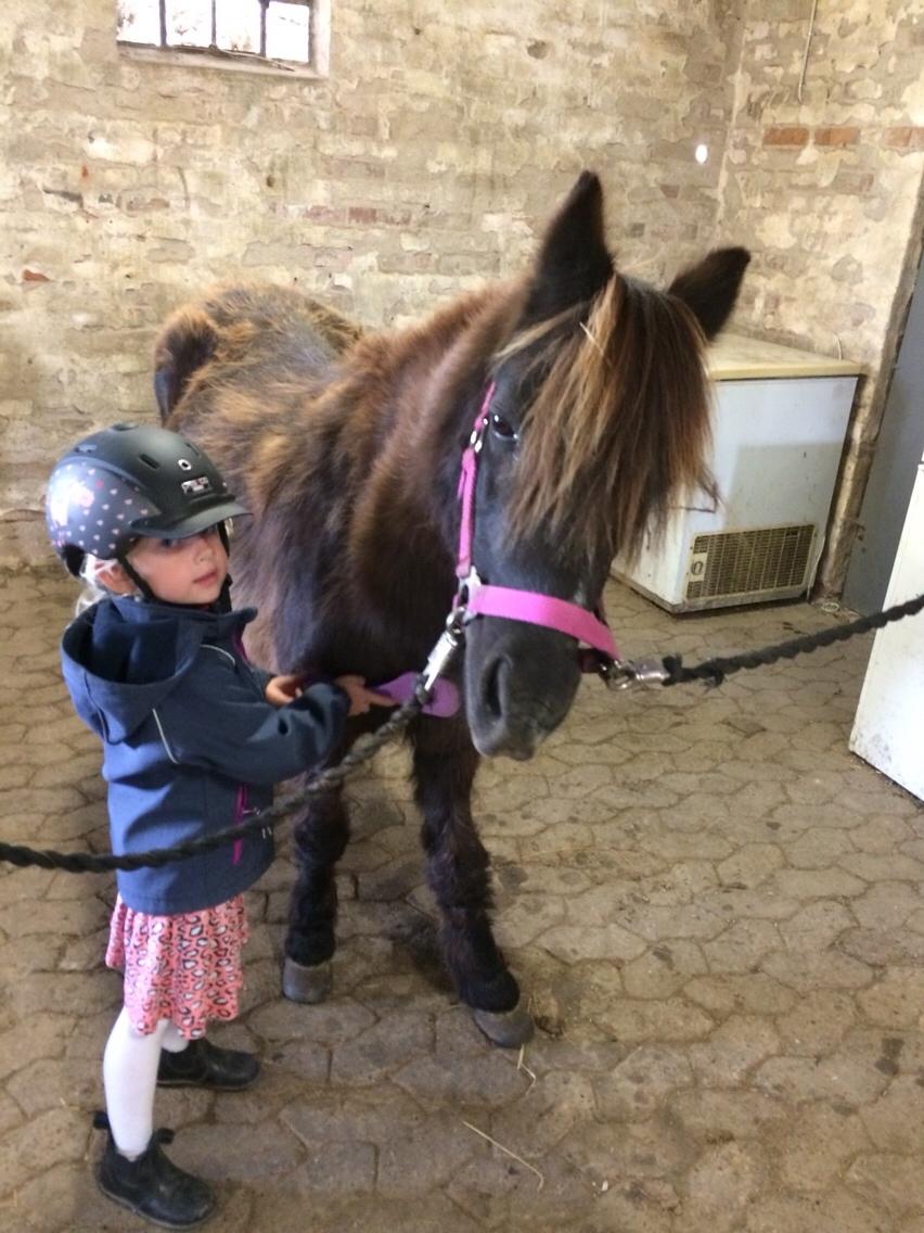 Anden særlig race Engtoft mille (RIP) billede 10