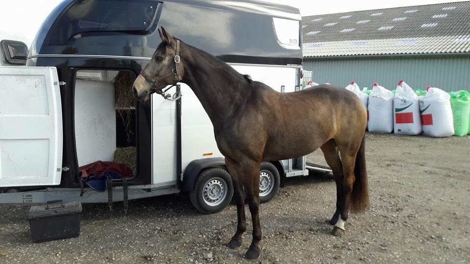 Tysk Oldenburger Libelle Blue billede 1