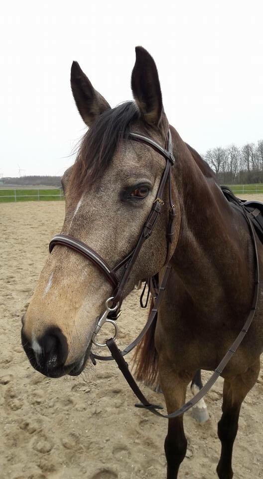 Tysk Oldenburger Libelle Blue billede 2