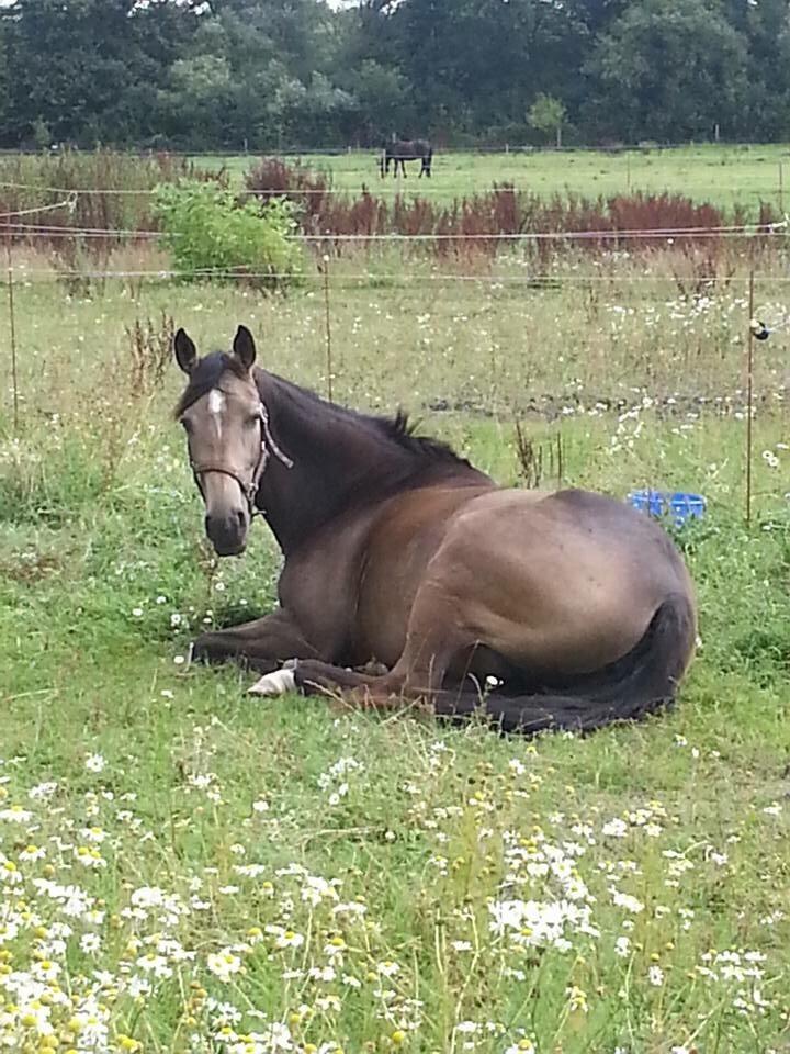 Tysk Oldenburger Libelle Blue billede 3