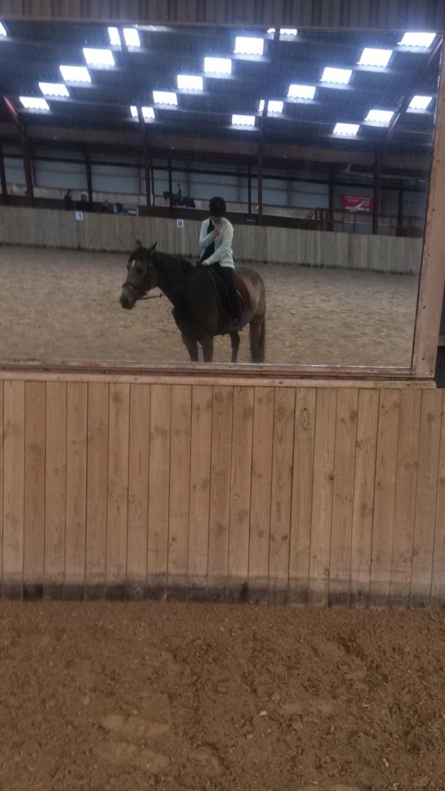 Tysk Oldenburger Libelle Blue billede 4