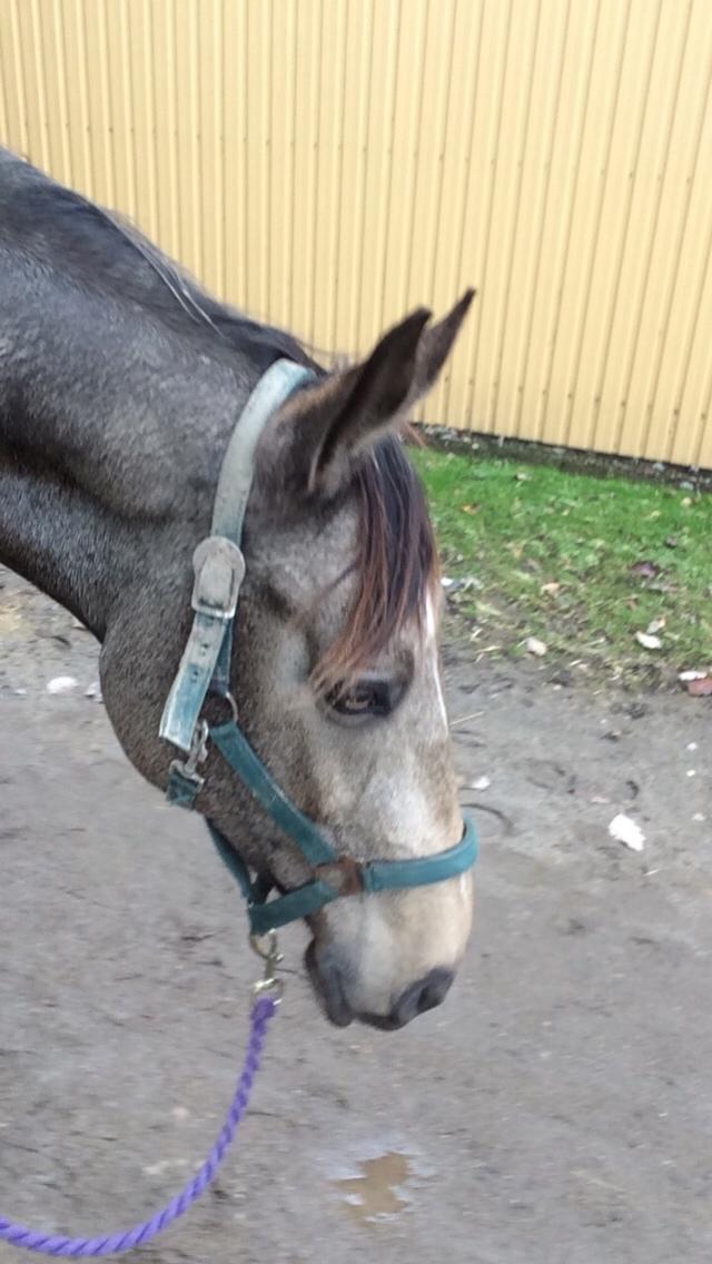 Tysk Oldenburger Libelle Blue billede 5