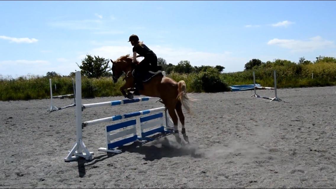 Welsh Partbred (Sec F) Rosengårdens norbert billede 7