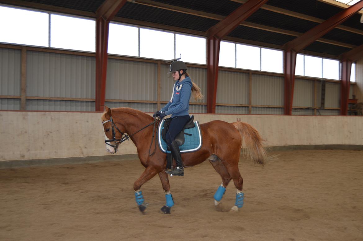 Welsh Partbred (Sec F) Rosengårdens norbert billede 9