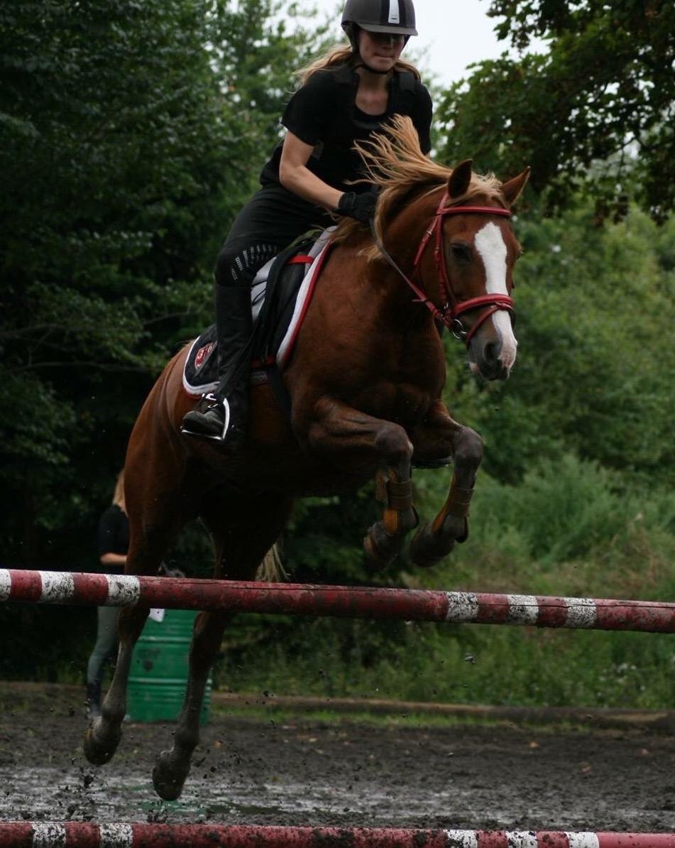 Welsh Partbred (Sec F) Rosengårdens norbert billede 5