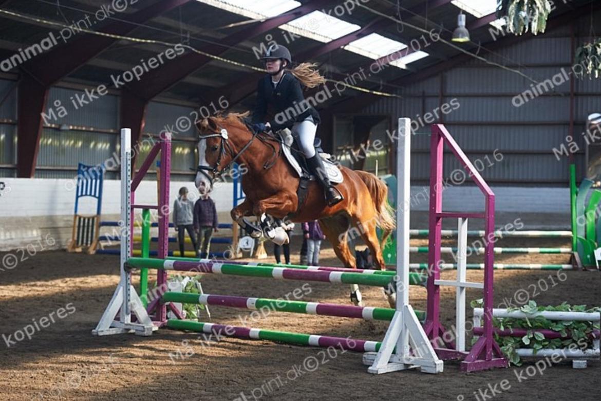 Welsh Partbred (Sec F) Rosengårdens norbert billede 12