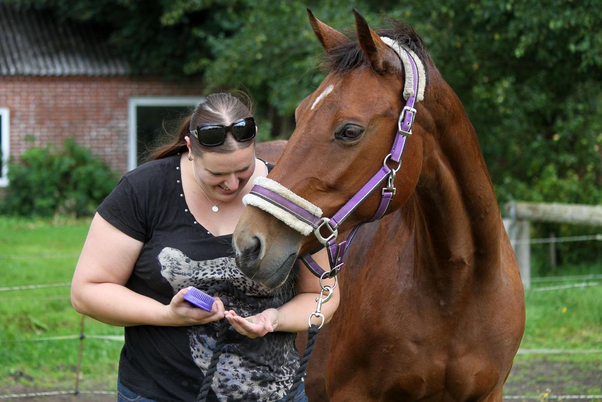 Dansk Varmblod Ørstedslunds Lucky Lady billede 13