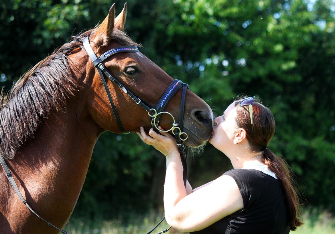 Dansk Varmblod Ørstedslunds Lucky Lady billede 11