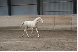 Lusitano Luzidia de lua - 6mdr billede 8