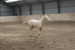 Lusitano Luzidia de lua - 6 mdr billede 6