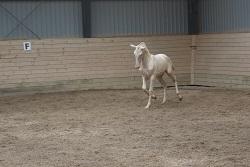 Lusitano Luzidia de lua - 6 mdr billede 5