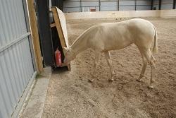 Lusitano Luzidia de lua - 6 mdr billede 7