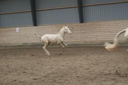 Lusitano Luzidia de lua - 6mdr billede 9