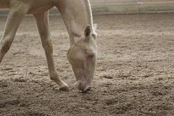 Lusitano Luzidia de lua - 6 mdr billede 12