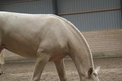 Lusitano Luzidia de lua - 6mdr billede 11