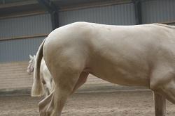 Lusitano Luzidia de lua - 6 mdr billede 10