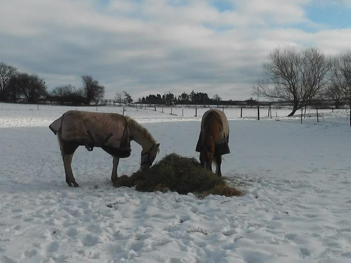 Lusitano Luzidia de lua - 7 mdr billede 13