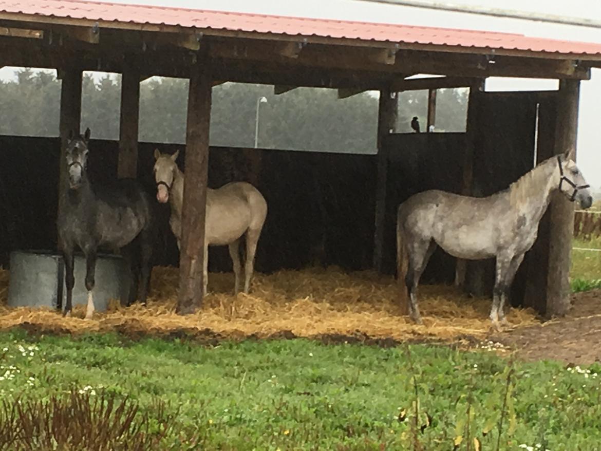 Lusitano Luzidia de lua - 1 år billede 16