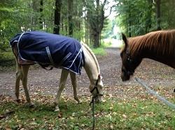 Lusitano Luzidia de lua - 7 mdr billede 15