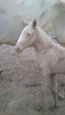 Lusitano Luzidia de lua - 1 døgn gammel i portugal billede 2