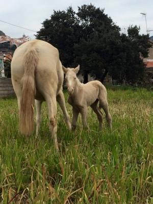 Lusitano Luzidia de lua - 1 døgn gammel i portugal billede 1