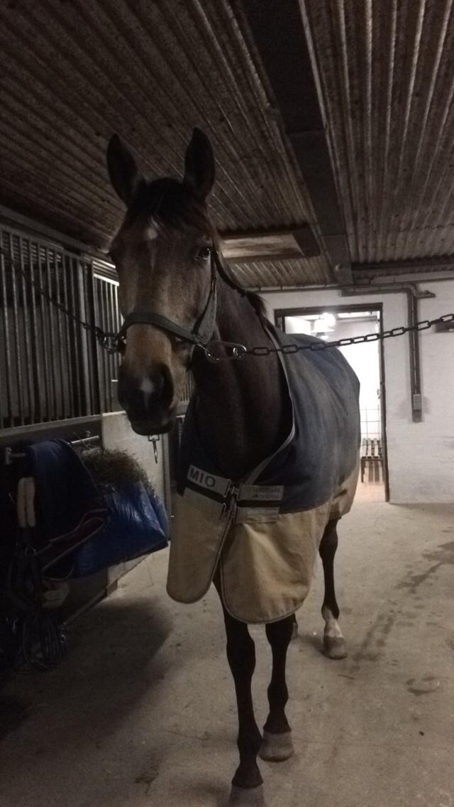 Tysk Oldenburger Libelle Blue billede 6