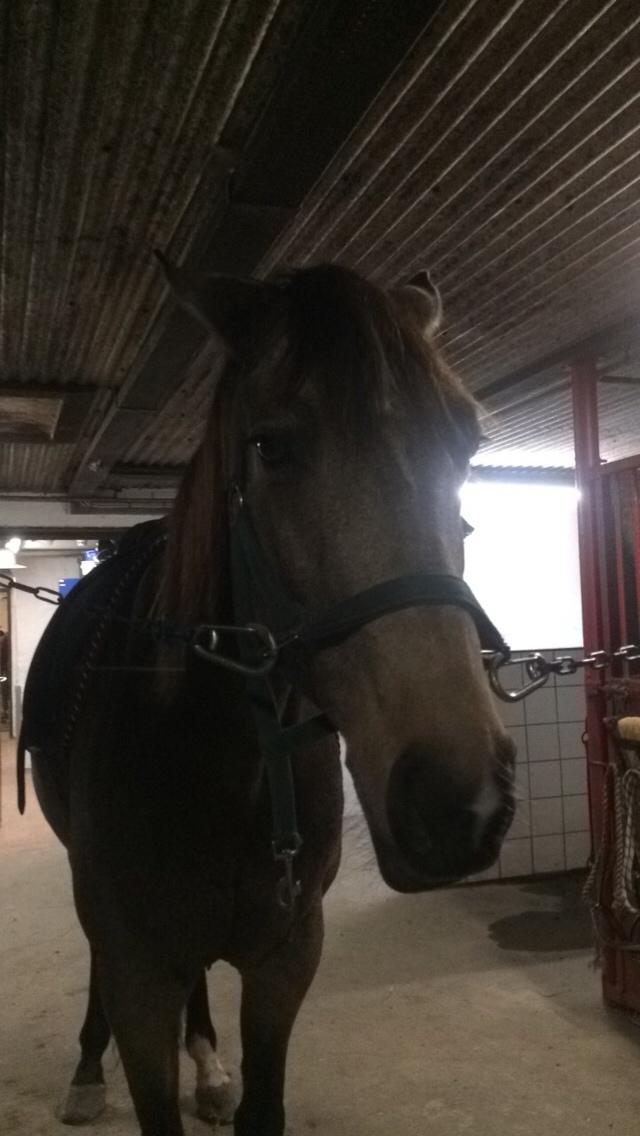 Tysk Oldenburger Libelle Blue billede 7