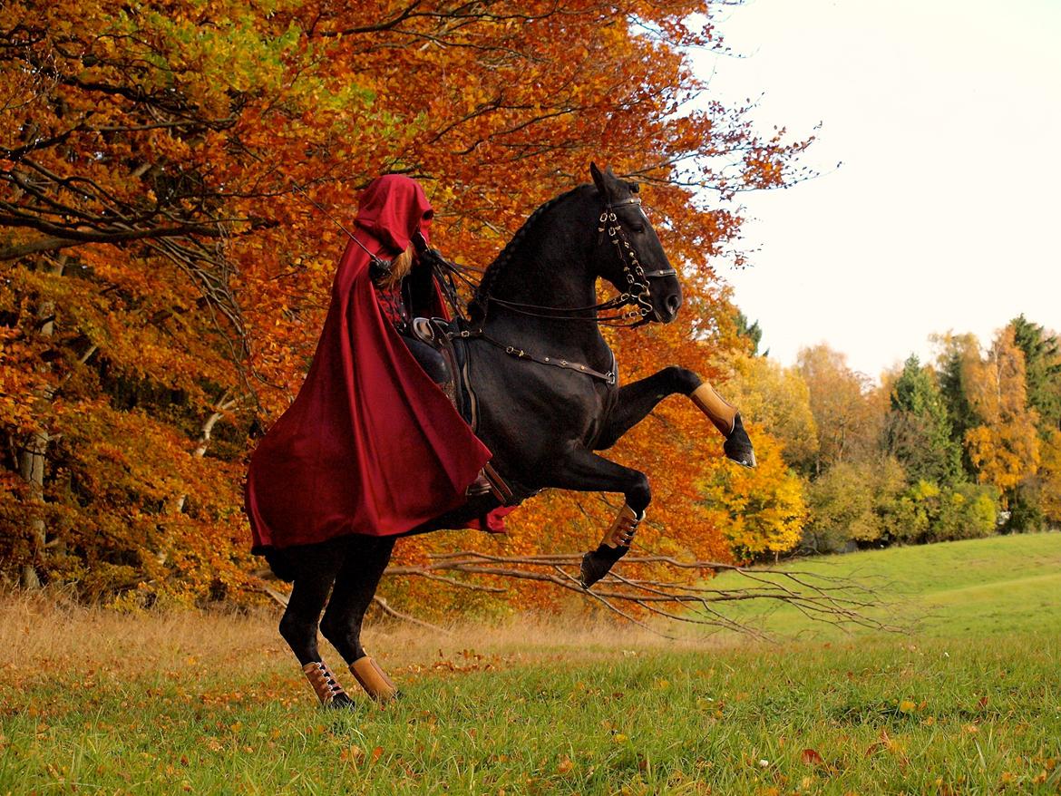 Pura Raza Española Divino XXXVIII billede 48