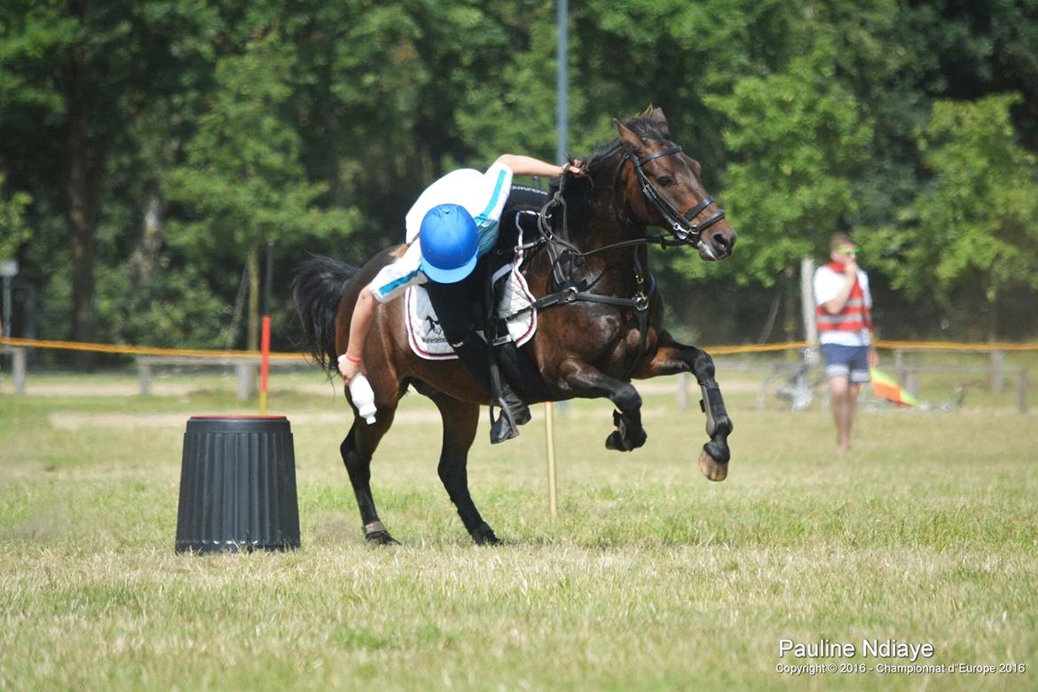 Anden særlig race Jumper  billede 10