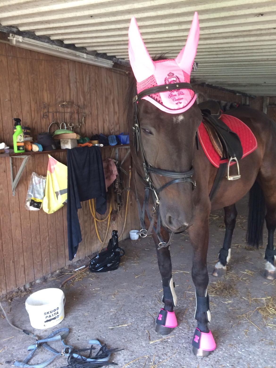 Traver Hjalte M billede 14