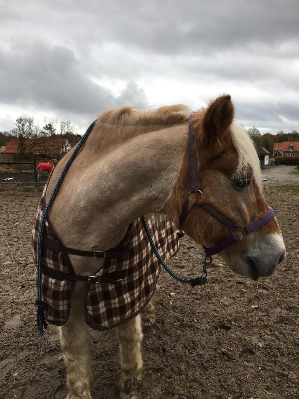 Tyroler Haflinger Asterix  - Hygge på bane 2017 billede 19