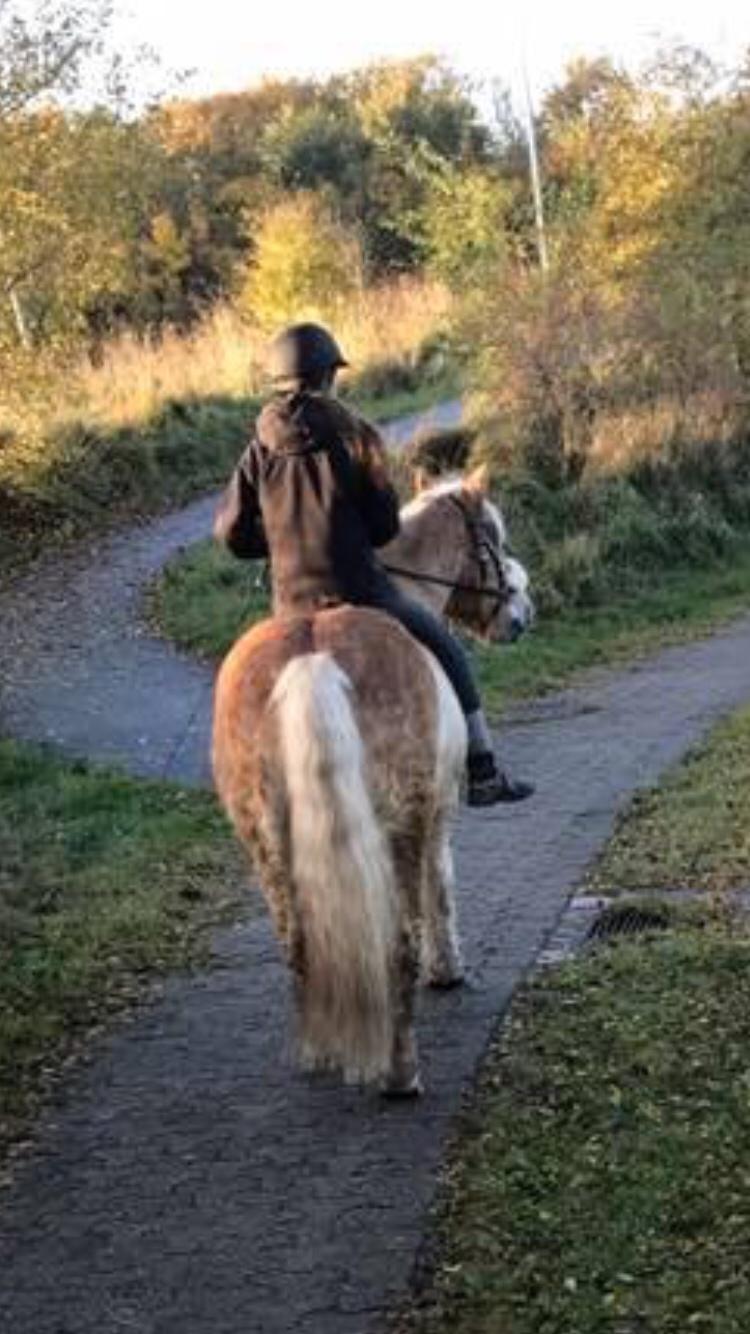 Tyroler Haflinger Asterix  - Når enden af god er alting godt  billede 20