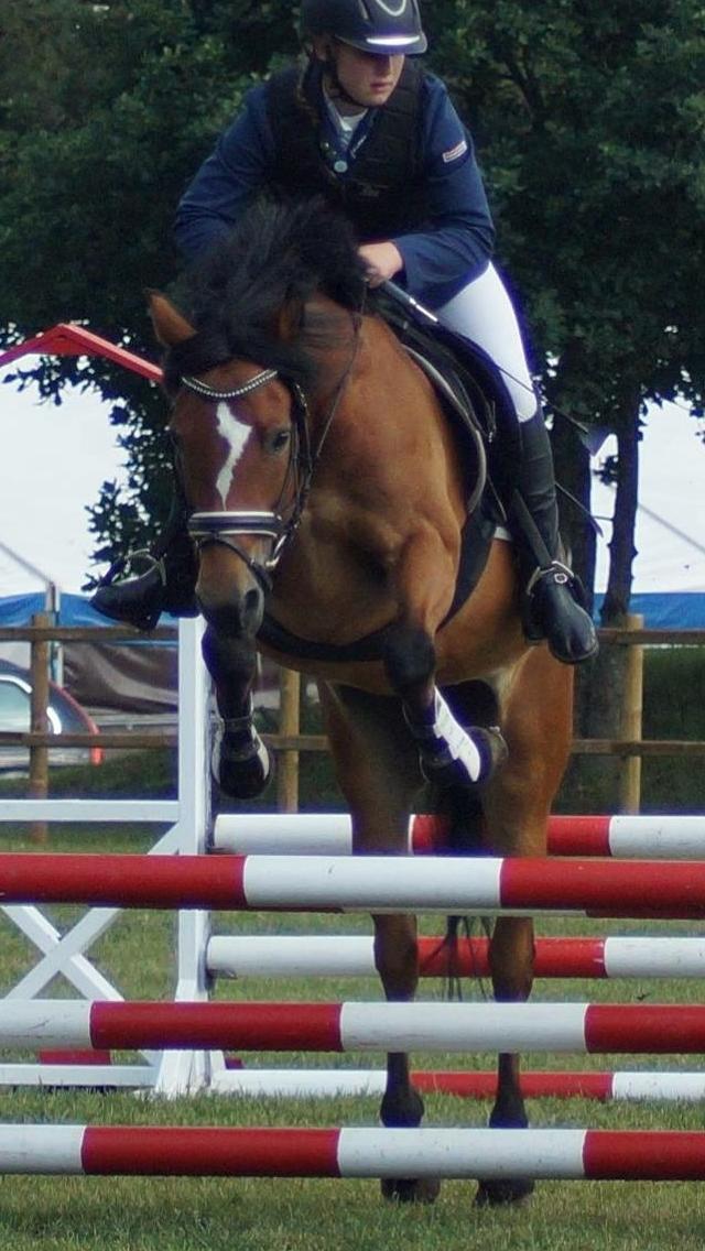 New Forest Stegstedgårds Lynette - D4 HORSE SHOW 2016 billede 12