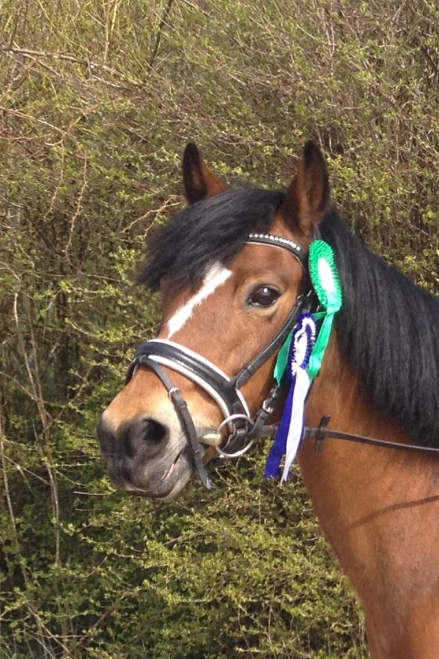 New Forest Stegstedgårds Lynette - Hashøj Rideklub. 3 plads i LC (D4 cup) og 2. plads i LB* billede 20