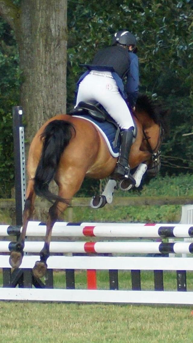 New Forest Stegstedgårds Lynette - D4 HORSE SHOW 2016 billede 7